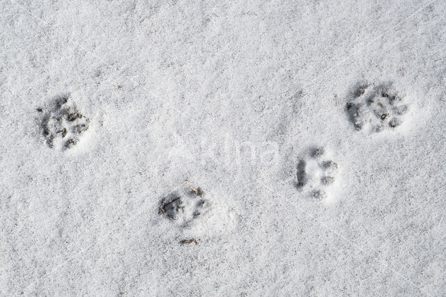 Stoat (Mustela erminea)