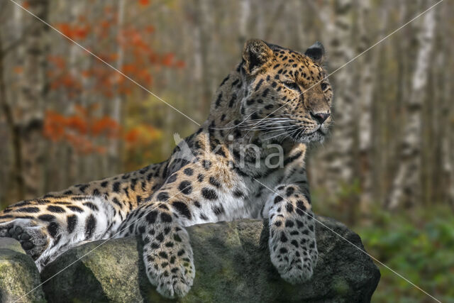 Amur Leopard (Panthera pardus orientalis)