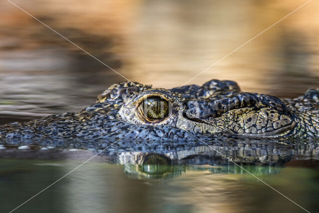 Nijlkrokodil (Crocodylus niloticus)