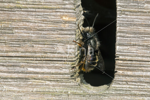 Osmia caerulescens