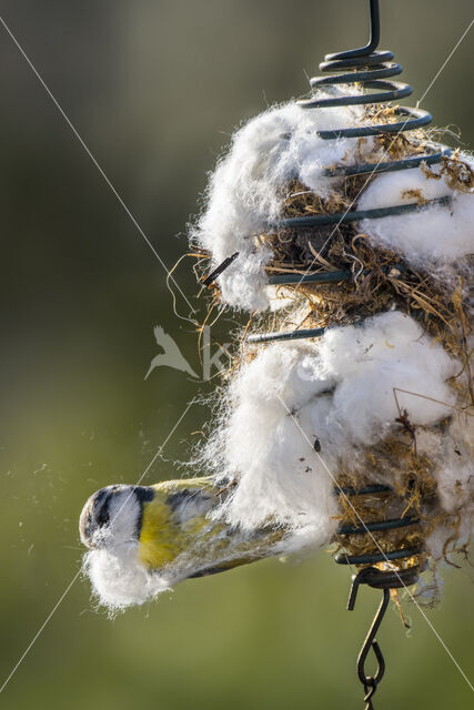 Blue Tit (Parus caeruleus)