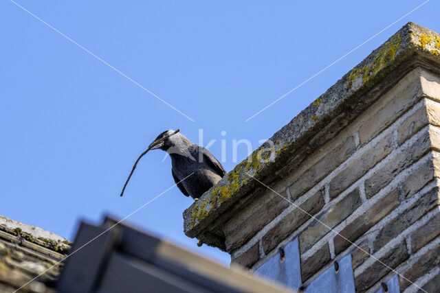 Eurasian Jackdaw (Corvus monedula)