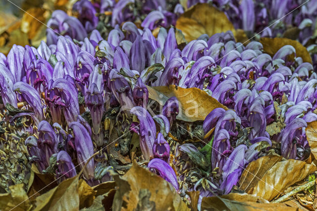 Purple Toothwort (Lathraea clandestina)