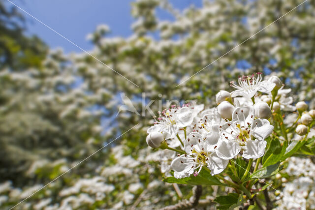 oneseed hawthorn (Crataegus monogyna)