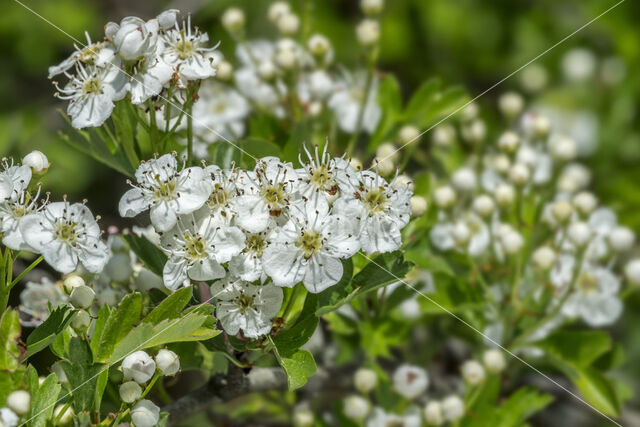 oneseed hawthorn (Crataegus monogyna)