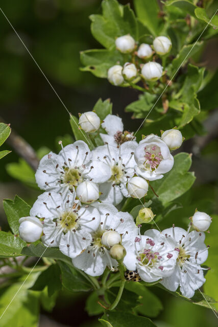 Eenstijlige meidoorn (Crataegus monogyna)