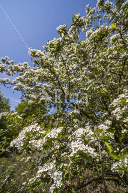 oneseed hawthorn (Crataegus monogyna)