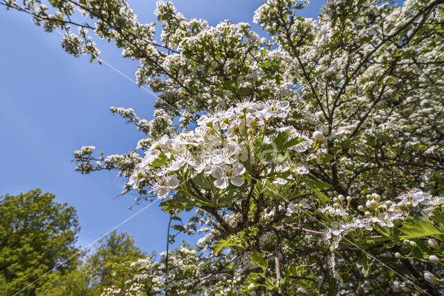 oneseed hawthorn (Crataegus monogyna)