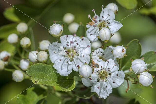 oneseed hawthorn (Crataegus monogyna)