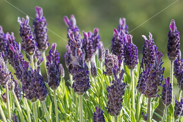 Spanish Lavender (Lavandula stoechas)