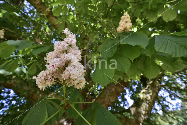 Witte paardenkastanje (Aesculus hippocastanum)