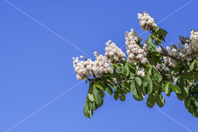 Horse-chestnut (Aesculus hippocastanum)