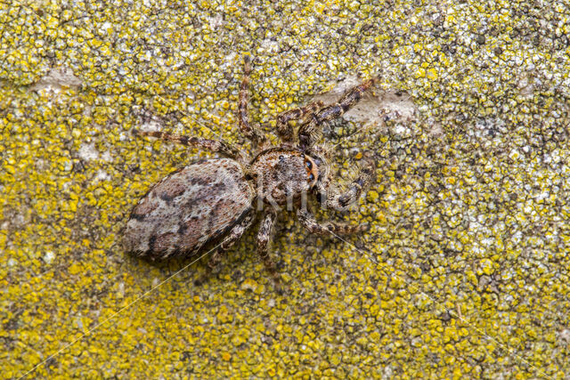 Jumping Spider (Marpissa muscosa)