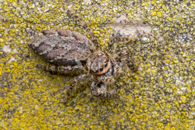 Jumping Spider (Marpissa muscosa)