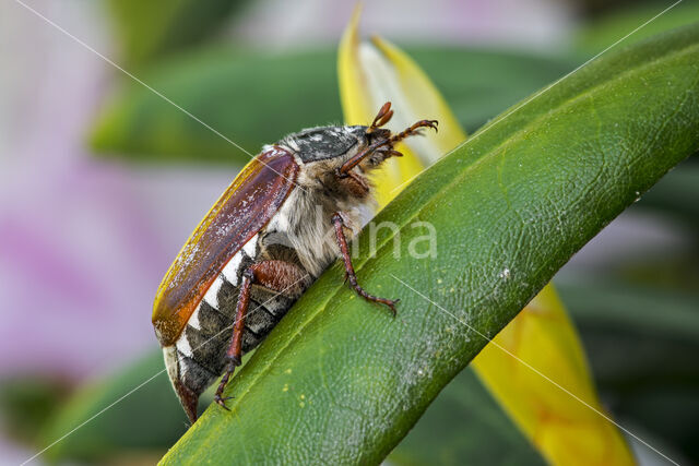 common cockchafer (Melolontha melolontha)