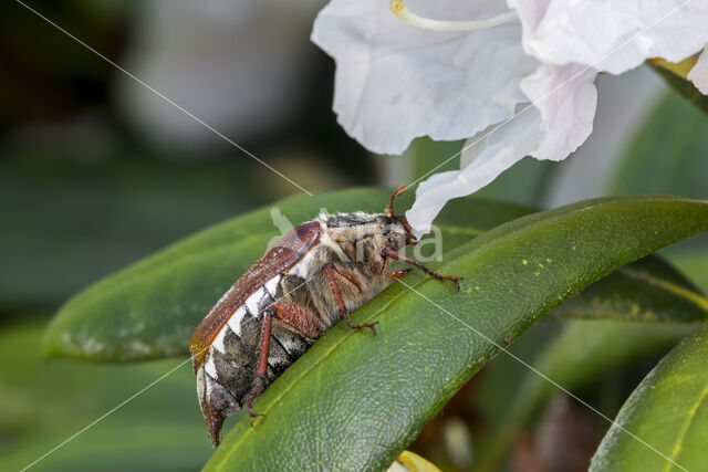 common cockchafer (Melolontha melolontha)