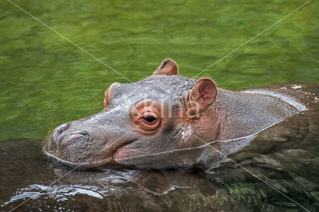 Nijlpaard (Hippopotamus amphibius)