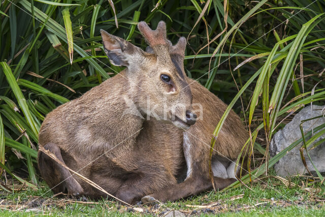 Zwijnshert (Hyelaphus porcinus)