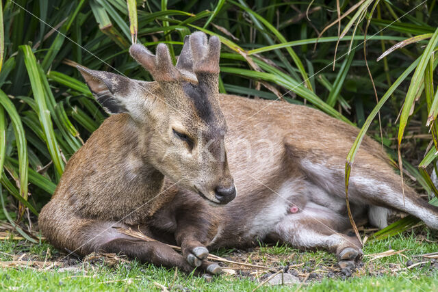 Zwijnshert (Hyelaphus porcinus)