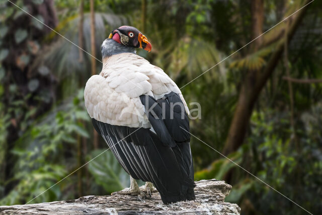 King Vulture (Sarcoramphus papa)