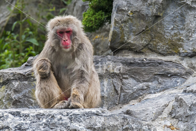 Japanse makaak (Macaca fuscata)