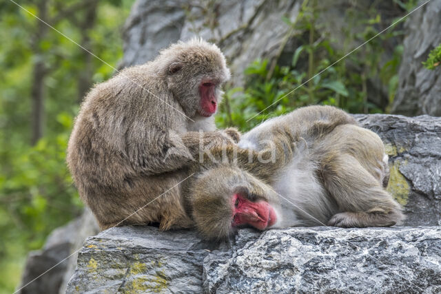 Japanse makaak (Macaca fuscata)