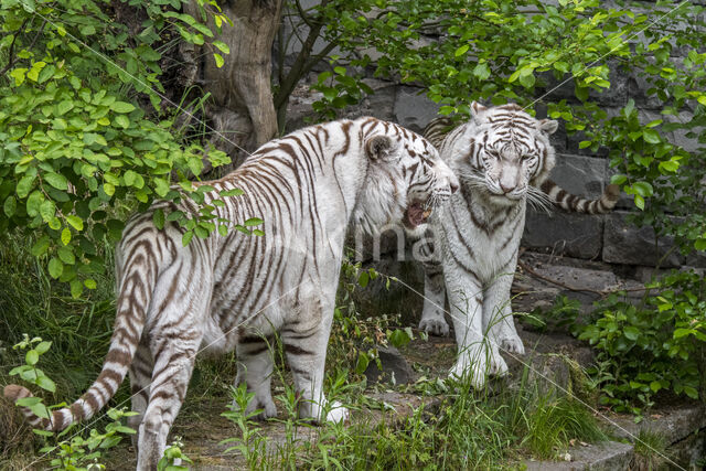 Bengal Tiger (Panthera tigris tigris)