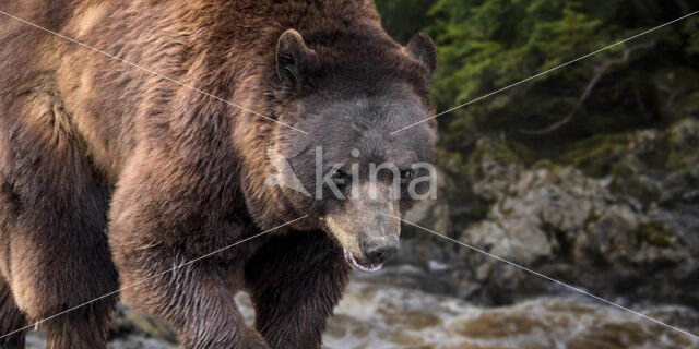 Brown Bear (Ursus arctos arctos)