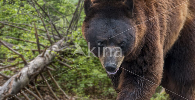 Brown Bear (Ursus arctos arctos)