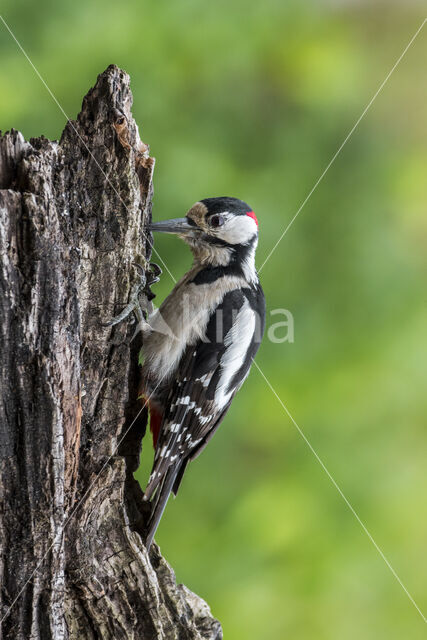 Grote Bonte Specht (Dendrocopos major)