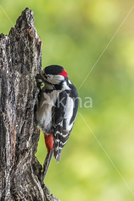 Grote Bonte Specht (Dendrocopos major)