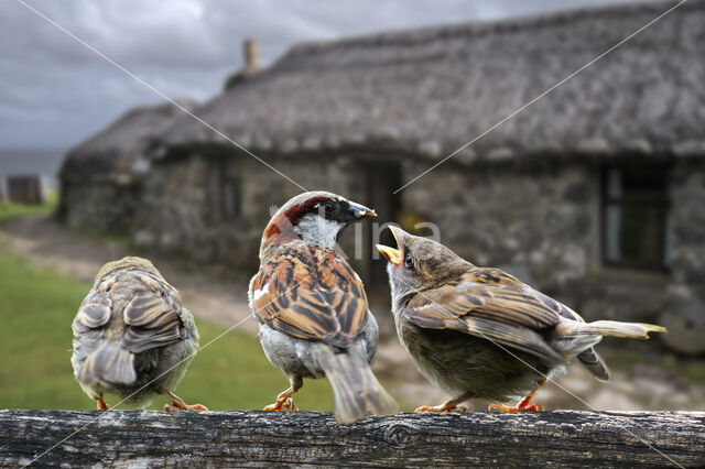 Huismus (Passer domesticus)