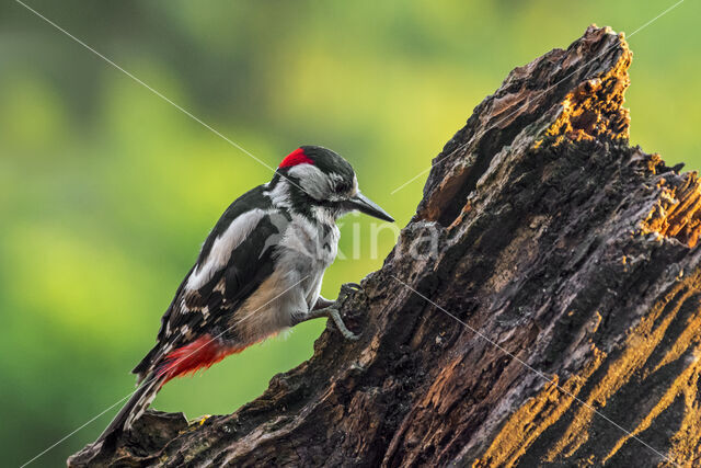 Grote Bonte Specht (Dendrocopos major)