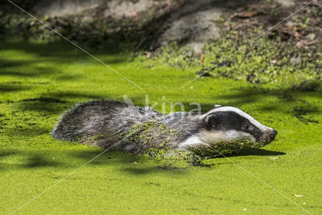 Badger (Meles meles)