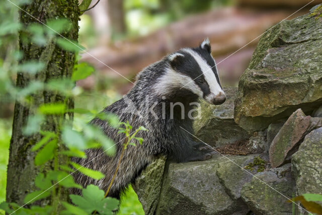 Badger (Meles meles)