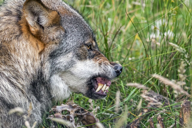 Grey Wolf (Canis lupus)