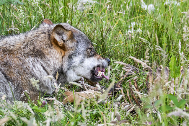 Grey Wolf (Canis lupus)