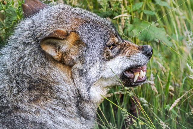 Grey Wolf (Canis lupus)