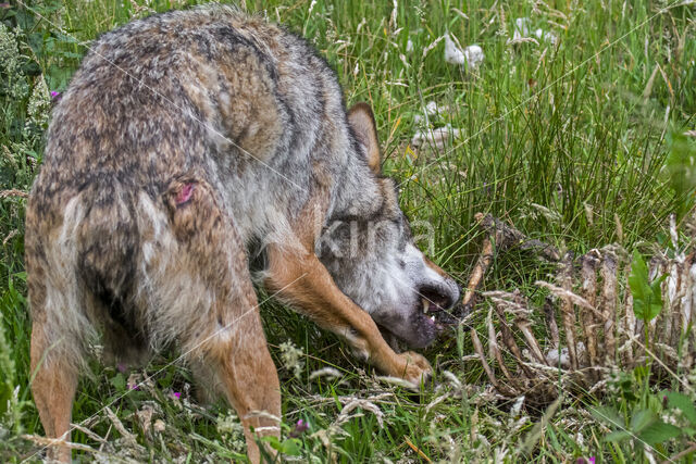 Grey Wolf (Canis lupus)