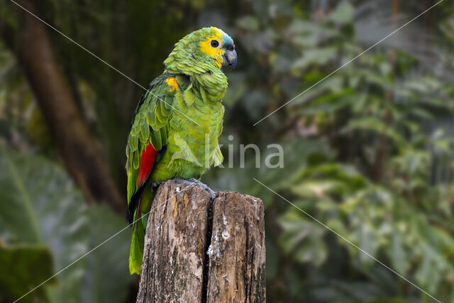 Blauwvoorhoofdamazone (Amazona aestiva)