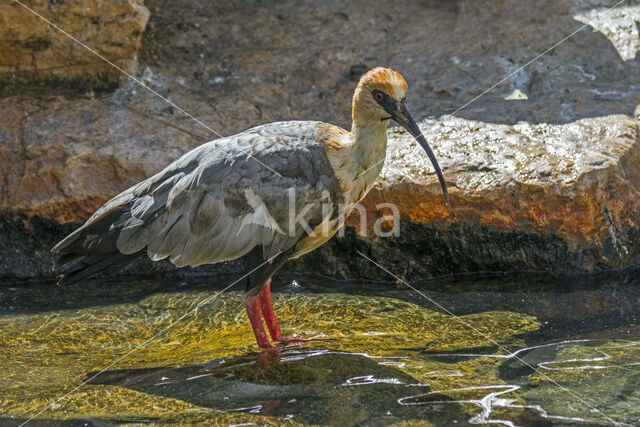 Black-faced Ibis (Theristicus melanopis)