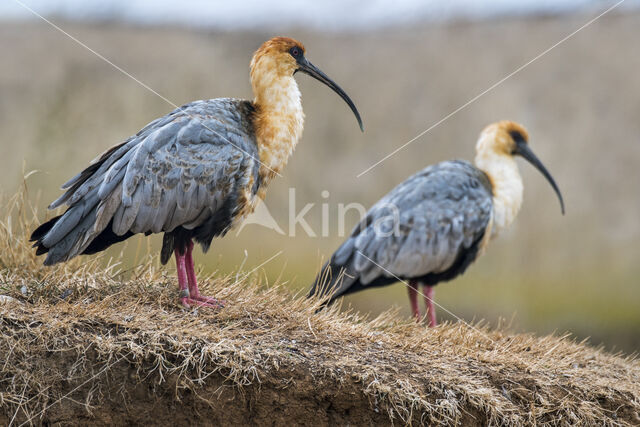 Black-faced Ibis (Theristicus melanopis)