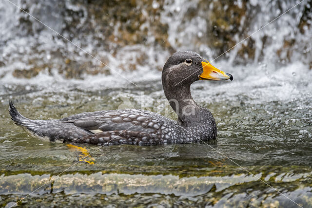 Flightless Steamerduck (Tachyeres pteneres)