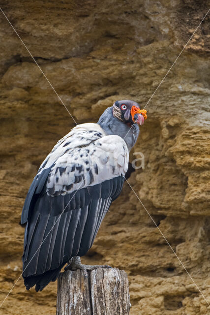 King Vulture (Sarcoramphus papa)