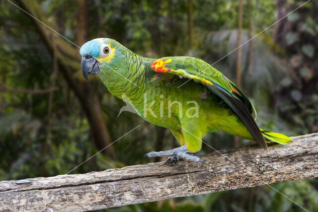 Blue-fronted Parrot (Amazona aestiva)