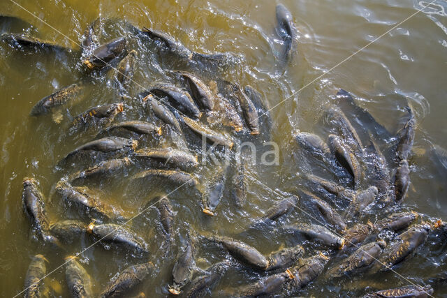 Karper (Cyprinus carpio)