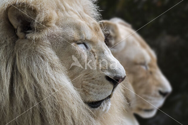 Leeuw (Panthera leo krugeri)