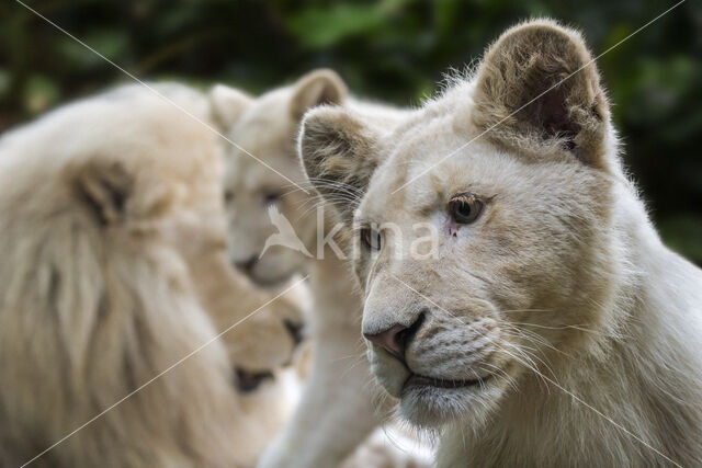 Leeuw (Panthera leo krugeri)