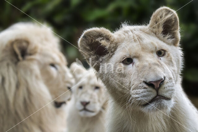 Leeuw (Panthera leo krugeri)