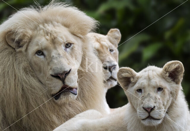 Leeuw (Panthera leo krugeri)